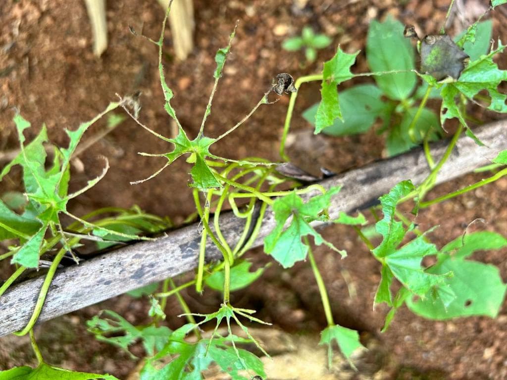 കൃഷി